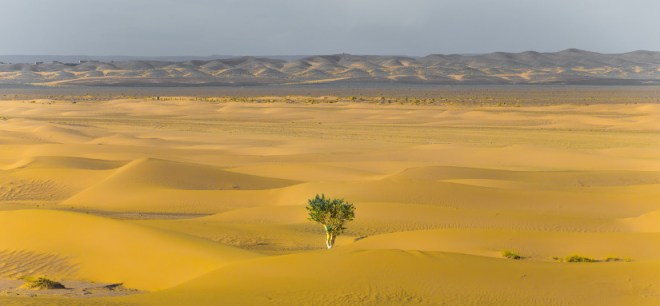 Árbol en desierto