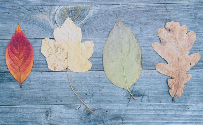 Hojas de otoño