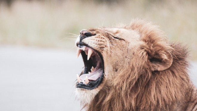 León rugiendo