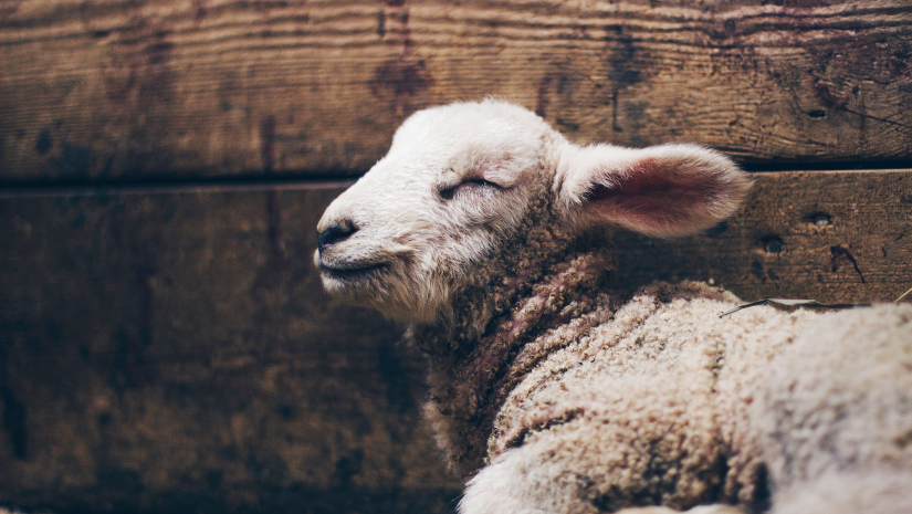 Ahí está el Cordero de&nbsp;Dios.