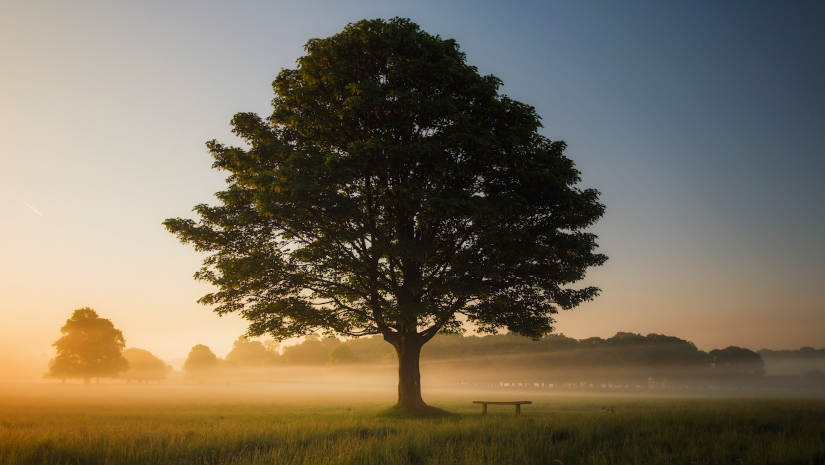 Árbol que nace&nbsp;torcido…